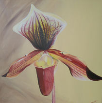 Frauenschuh, Orchidee von Daliah Sölkner