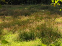 gräser im Moor von mystery