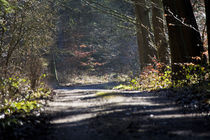 Waldweg by michas-pix