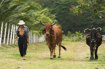 Farmer and Cattle, Ecuador