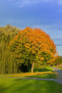 Herbstimpression by leonardofranko