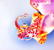 Orchidee by Maria Breuer