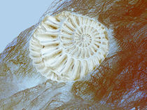 Ammonit by blickpunkte