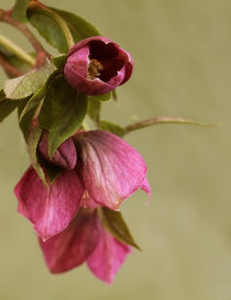 Christrose  (Helleborus niger) by blickpunkte