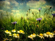 Feldblumen im Sommer von Mathias May
