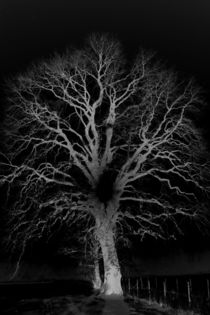 Dark Tree by Christine Bässler