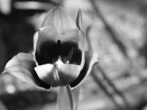 Tulpe by Christine Bässler