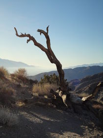 einsamer abgestorbener Baum in der Küstenlandschaft von Südkalifornien by Willy Matheisl