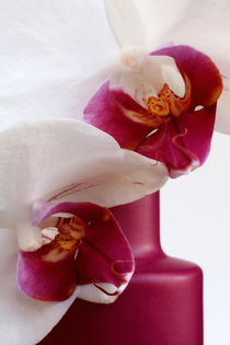 Orchidee purpur von pichris