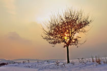 Winterabend; Landschaft by moqui