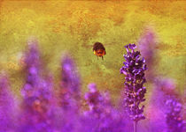 Summsel im Lavendelhain, Sommer von moqui