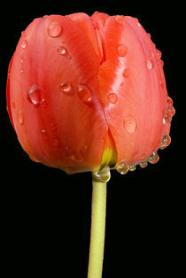Red tulip with water drops von Iryna Mathes