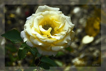Gelbe Rose von Luisa Fumi