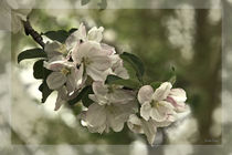Apfelblüten von Luisa Fumi