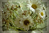Gänseblumen in Vase von Luisa Fumi