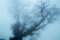 nebelbaum von ralf werner froelich