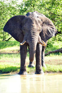 elefantenbulle by ralf werner froelich