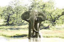 elefant am wasserloch von ralf werner froelich