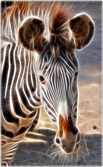 Zebra von Katerina Mirus