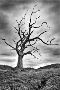 The dead tree by Sebastian Wuttke