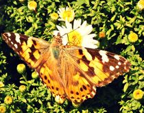 Bunter Schmetterling auf einer Blume von Kirsten Hagedorn