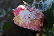 Rose mit Schnee  by Kirsten Hagedorn