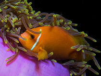 Malediven-Anemonenfisch by Peter Bublitz