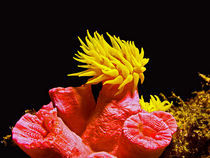 Gelbe Anemone von Peter Bublitz