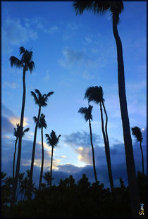 Schwarze Palmen vor blauem Grund von opaho