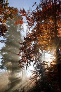 Herbstmorgen von Norbert Fenske