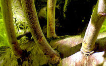 Sprößlinge des Pflaumenbaumes von opaho