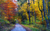 Bunter Herbstwaldwanderweg von opaho