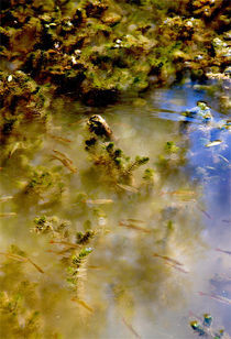 Das Leben im Teich by opaho