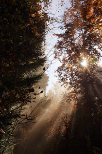 Herbstmorgen by Norbert Fenske