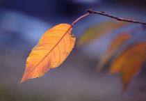 Herbstleuchten von Anja Osenberg