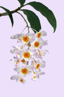 Orchidee - Dendrobium farmeri - von monarch