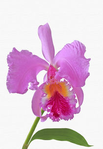 'Laelia Cattleya Orchidee' by monarch