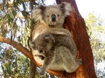 Koalas in freier Natur in Australien by Mellieha Zacharias