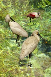 WATER BIRDS von photofiction