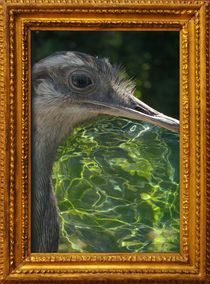 WATER EMU von photofiction