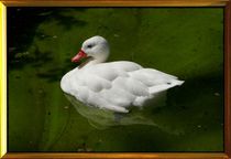 WHITE DUCK by photofiction