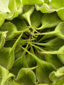 Sonnenblumenknospe - Helianthus annuus by regenbogenfloh