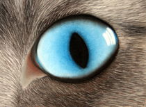 cat eye by Hardy Wagner