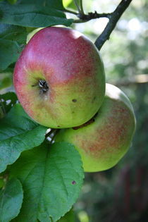 rote Äpfel   by hadot