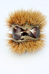 Edelkastanie chestnuts  von hadot