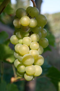 Trauben  grapes   von hadot