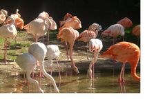 Flamingogruppe von chris65