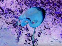 blauer Flamingo von chris65