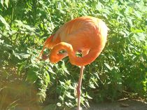 Flamingo von chris65