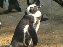 Watschelnder Pinguin von chris65